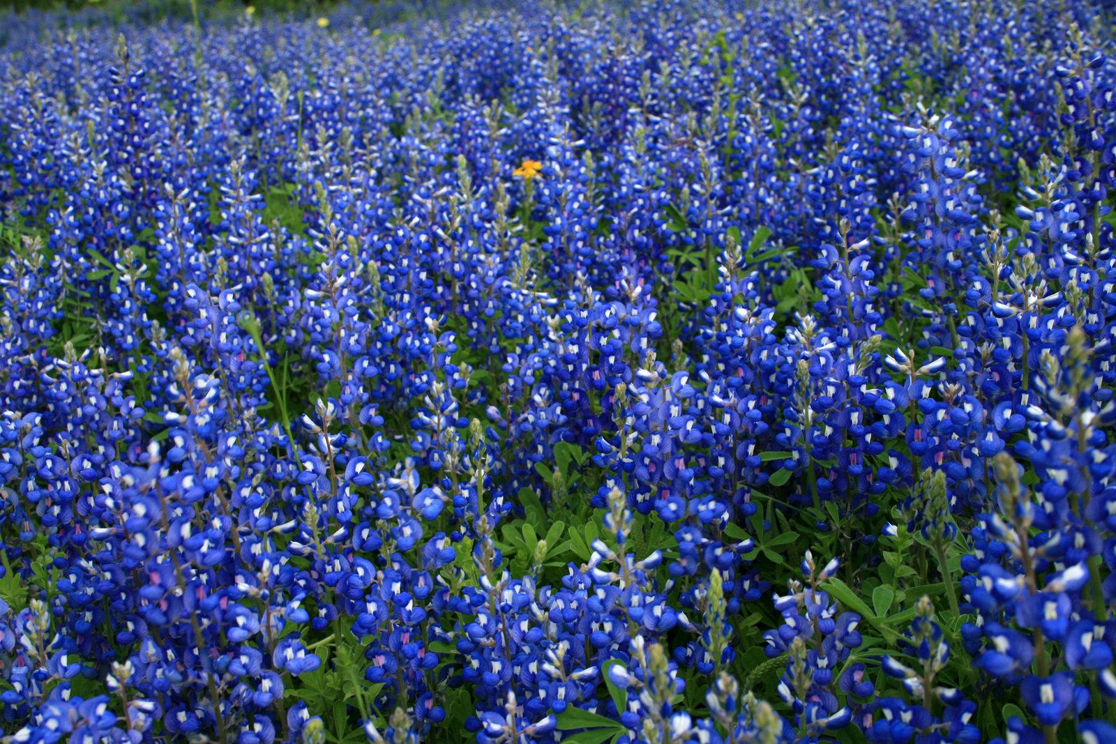 Texas Bluebon Flowers Desktop Wallpaper Background