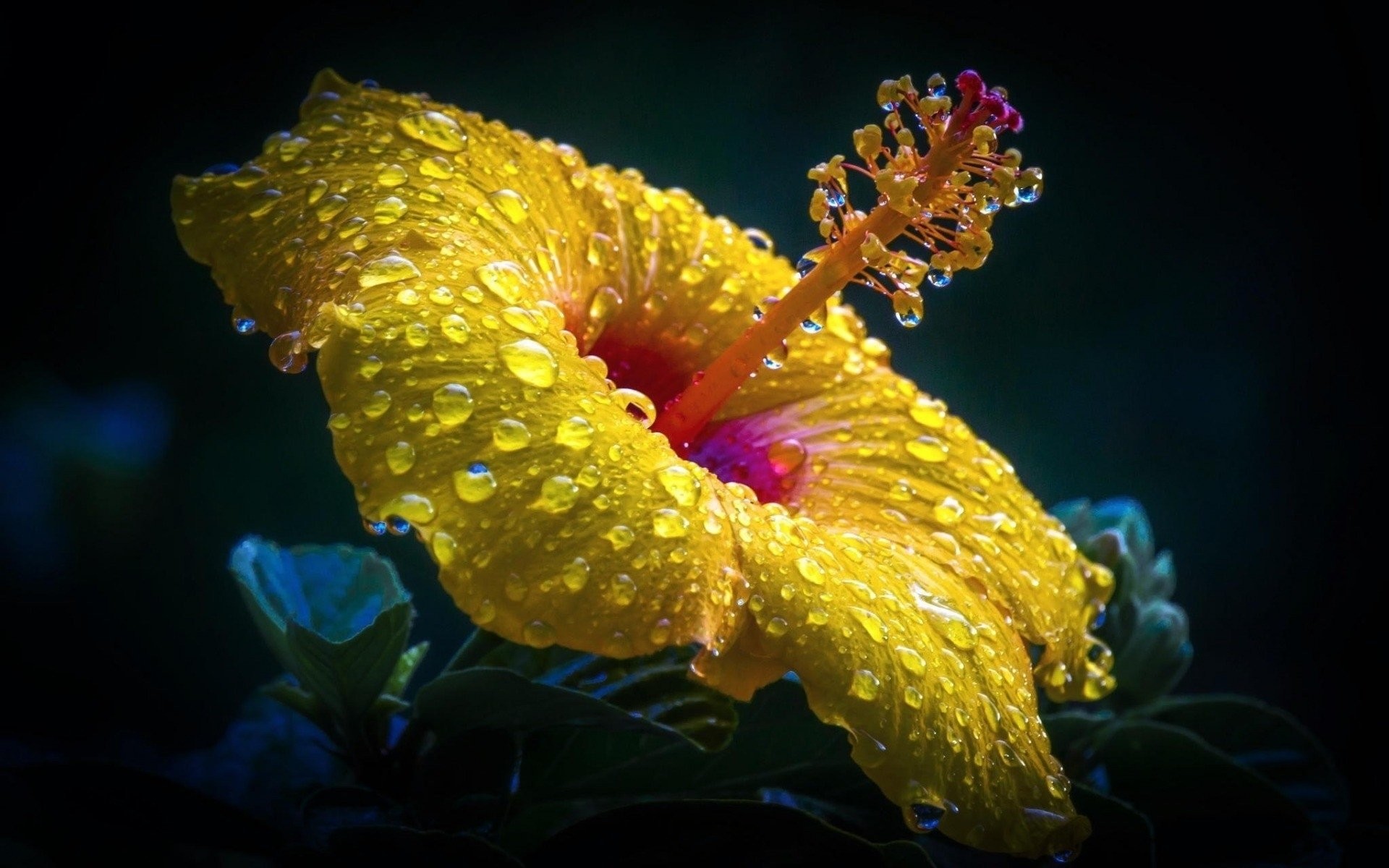 Hibiscus Wallpaper