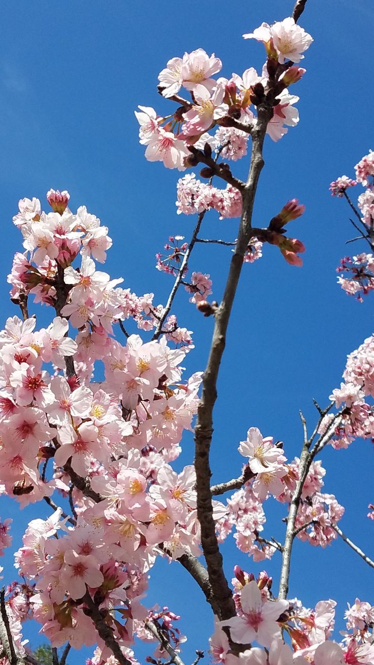 Pink Cherry Blossom Wallpaper