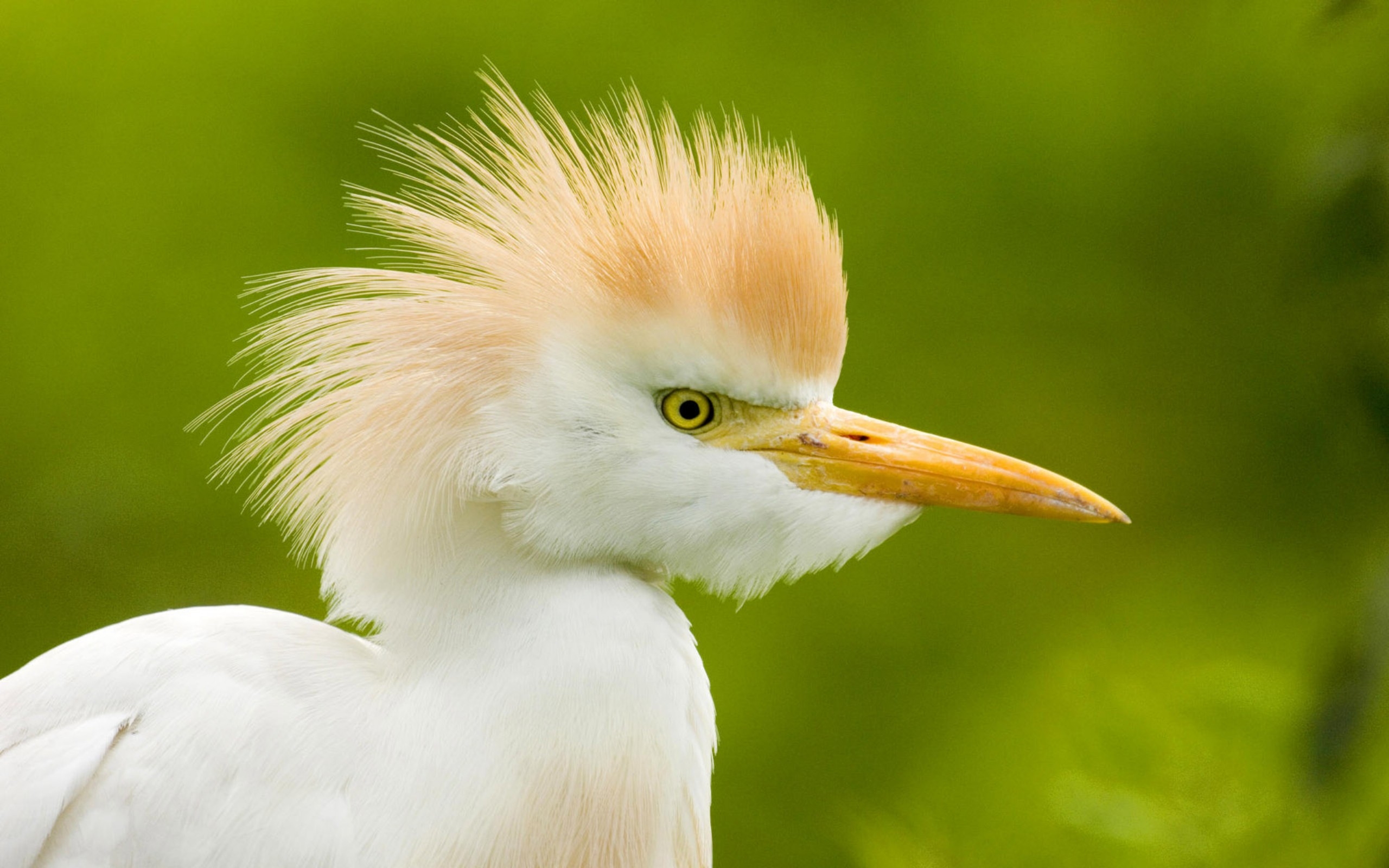 Close-up of a Cattle Egret with its distinctive golden plumes