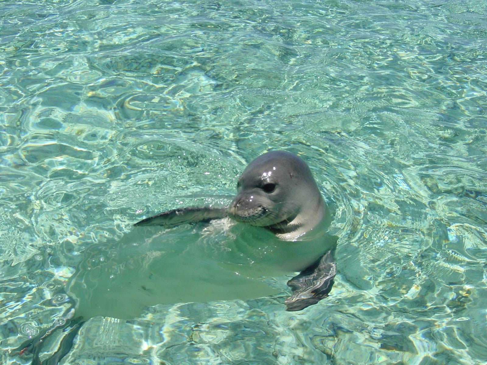 Monk Seal Wallpaper