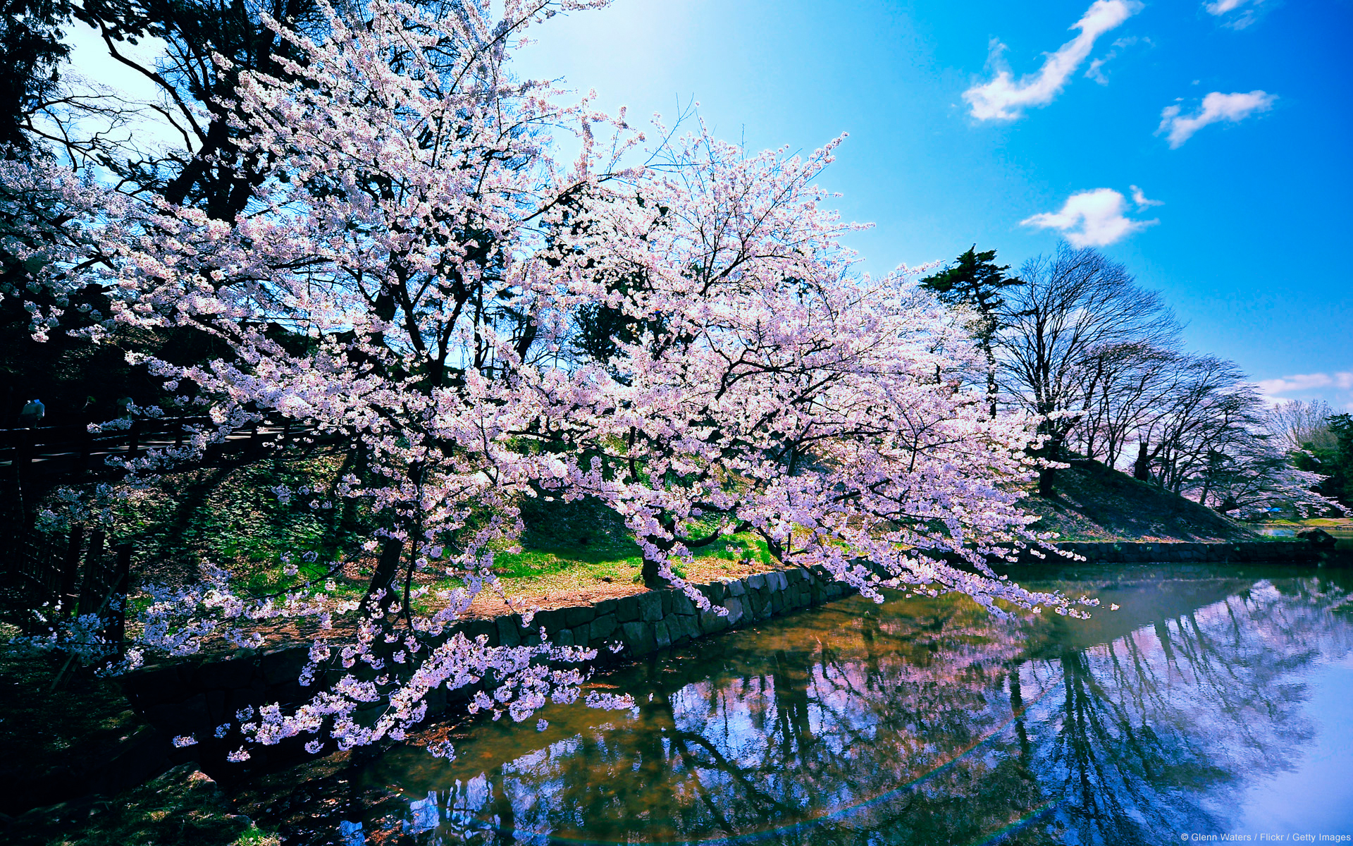 Cherry Blossom Trees Wallpaper HD