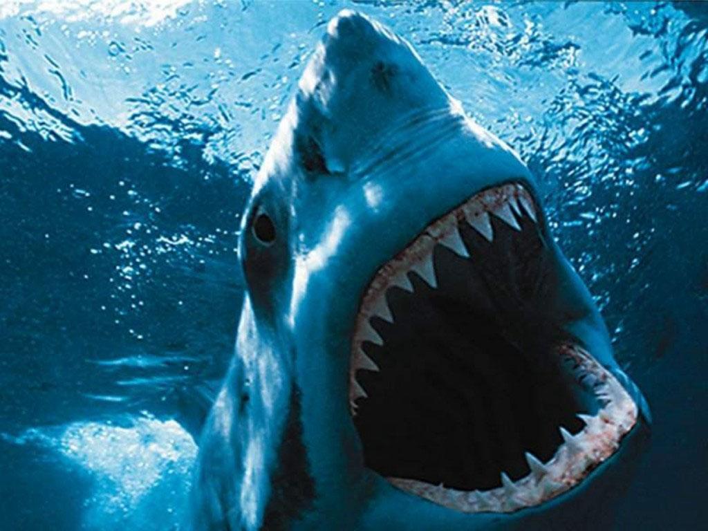 Scary Shark Wallpaper Top Background