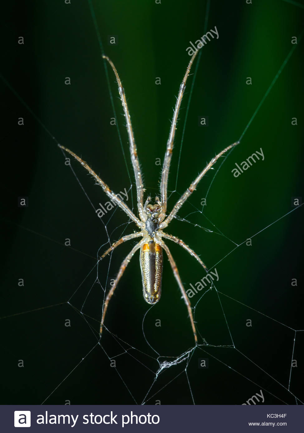 Spider Web Trap On Dark Background Stock Photo