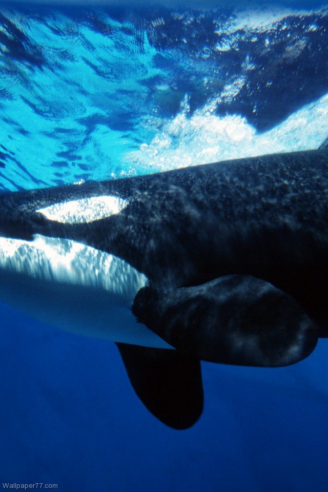 Orca Whale Animals Desktop Underwater iPhone Wallpaper Apple