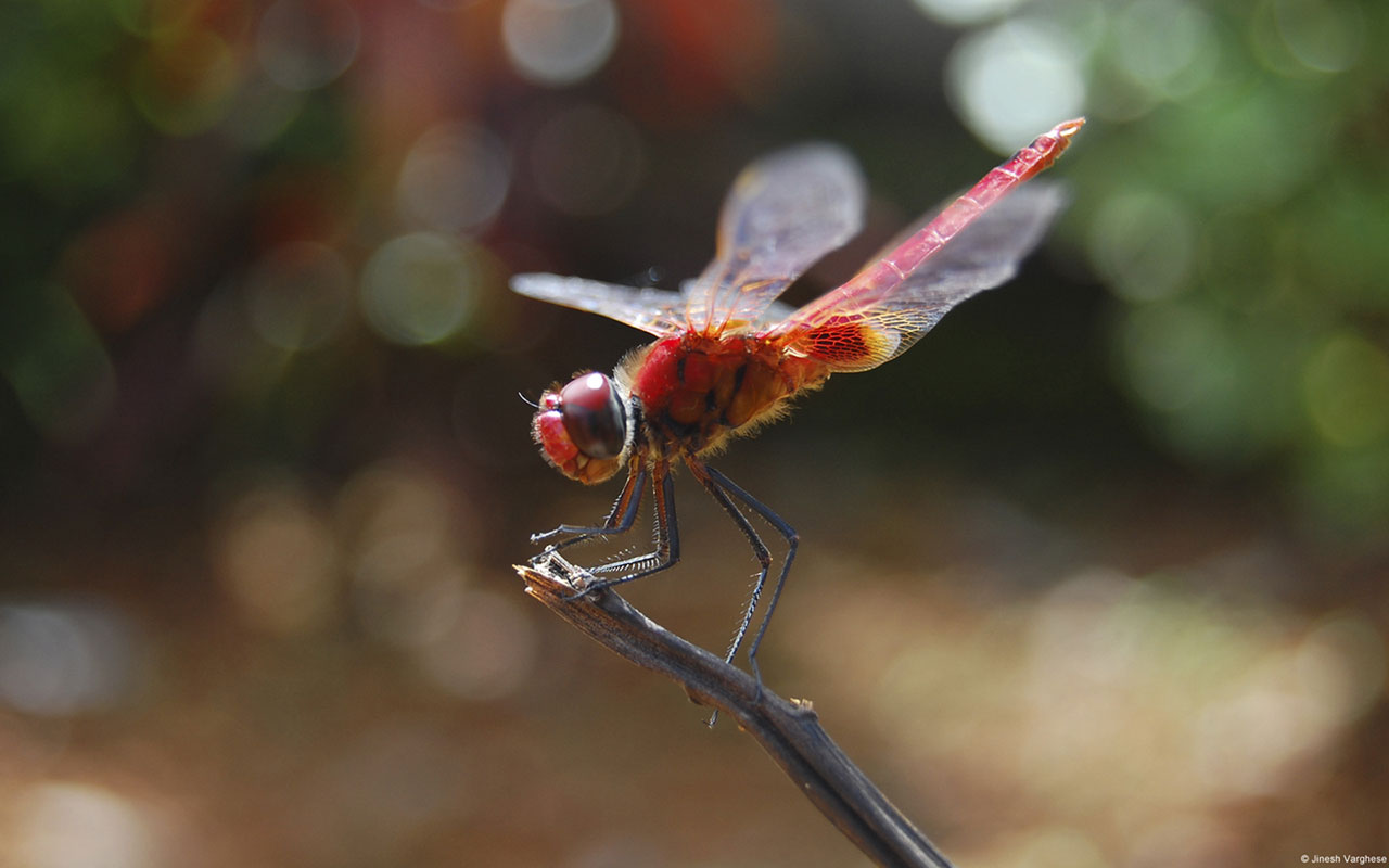 Red Dragonfly HD Desktop Wallpaper Animal