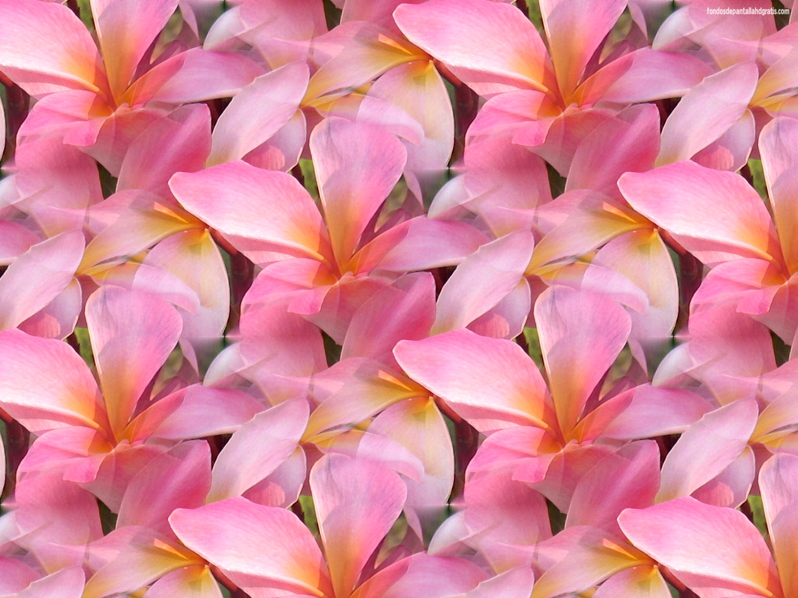 Descargar Imagen Pink Plumeria Background HD Widescreen Gratis