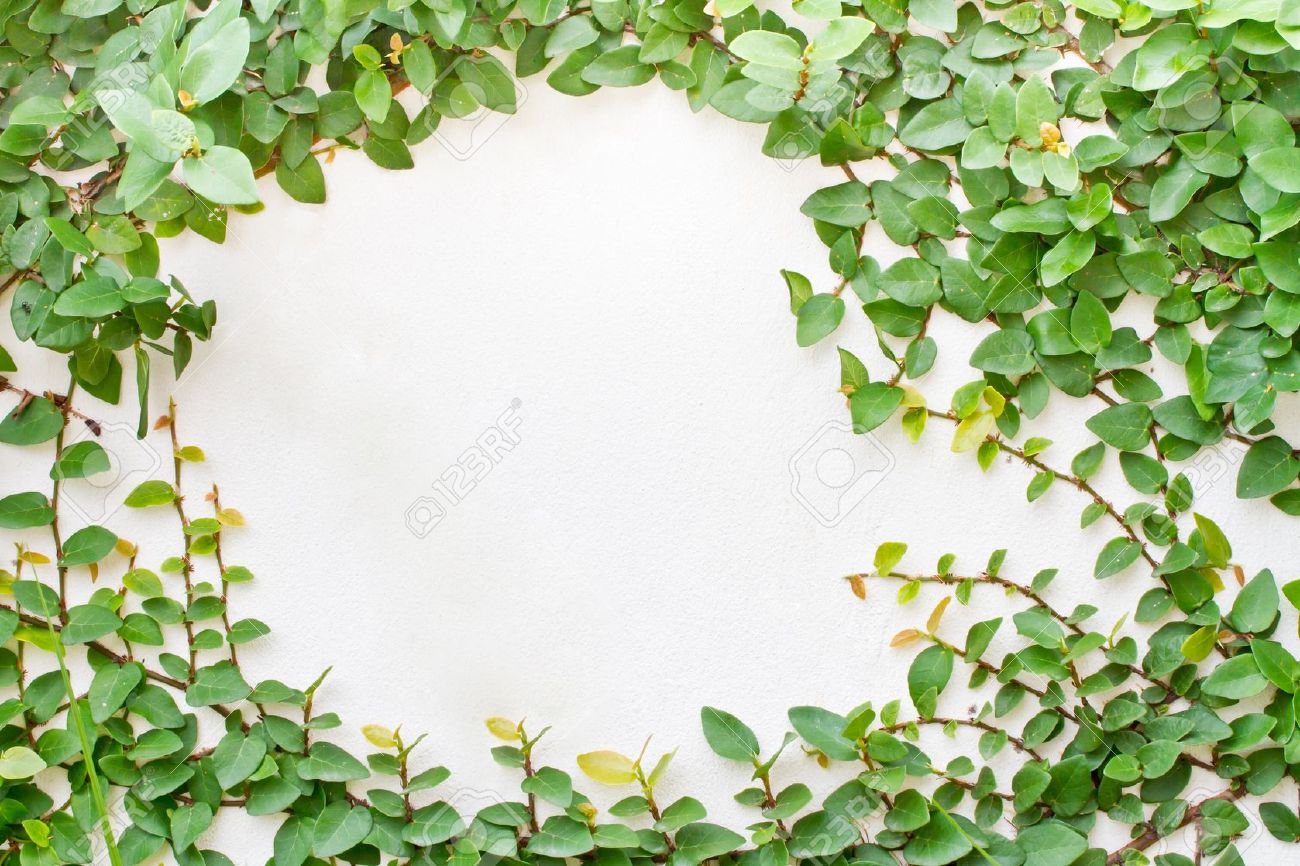 Ivy Wallpaper With White Background HD Image