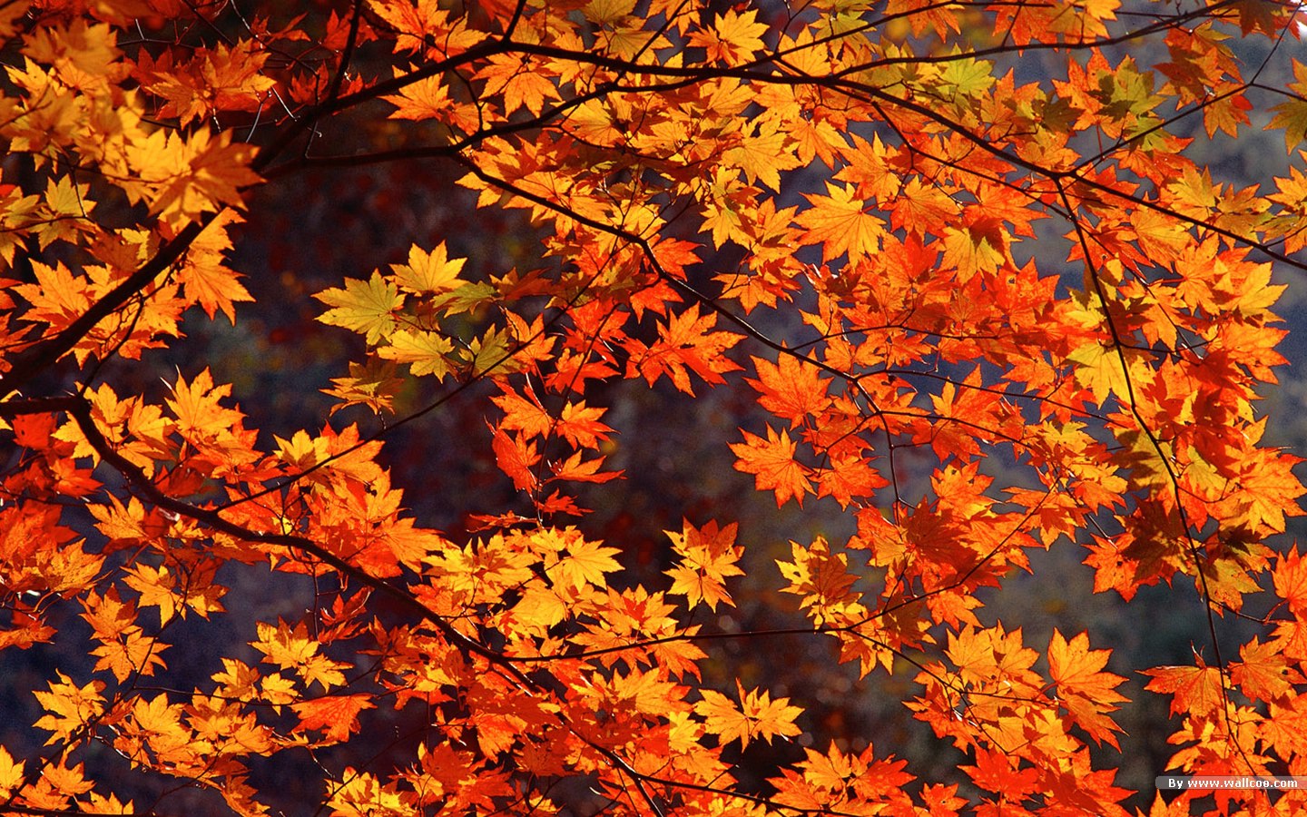 Autumn Tints Beautiful Fall Leaves Widescreen Wallpaper No