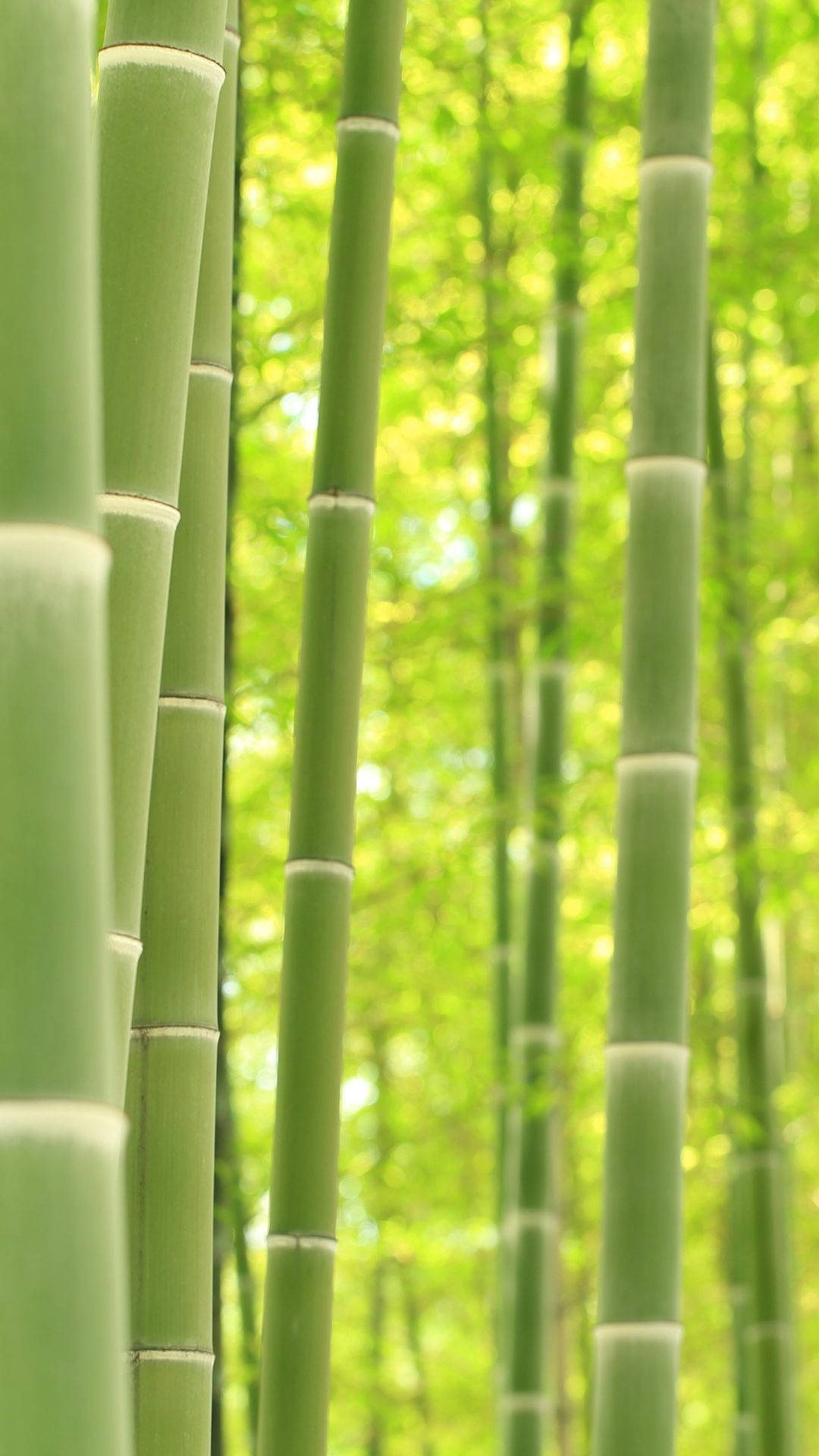 Bamboo HD Wallpaper