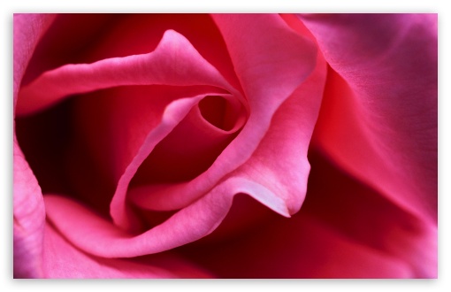 Hot Pink Rose Close up HD wallpaper for Standard 43 54 Fullscreen 510x330