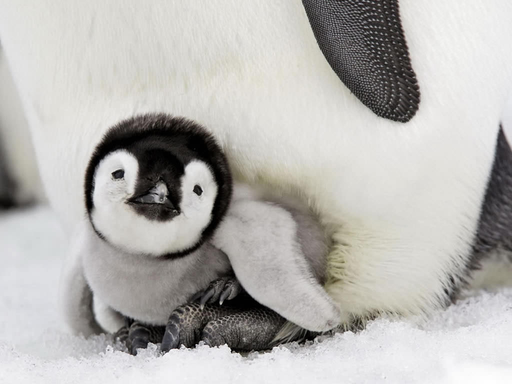 Wonderful Baby Penguin Wallpaper