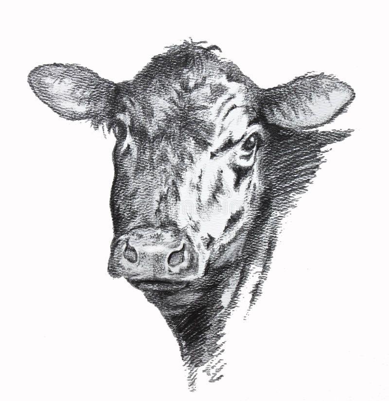 Cow Pencil Drawing Of Black Angus Beef