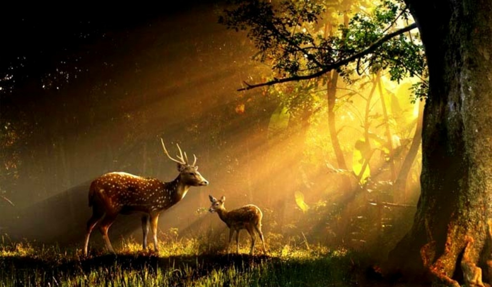 Rays Animals Buck Deer Doe Forest Grass Sun HD Wallpaper