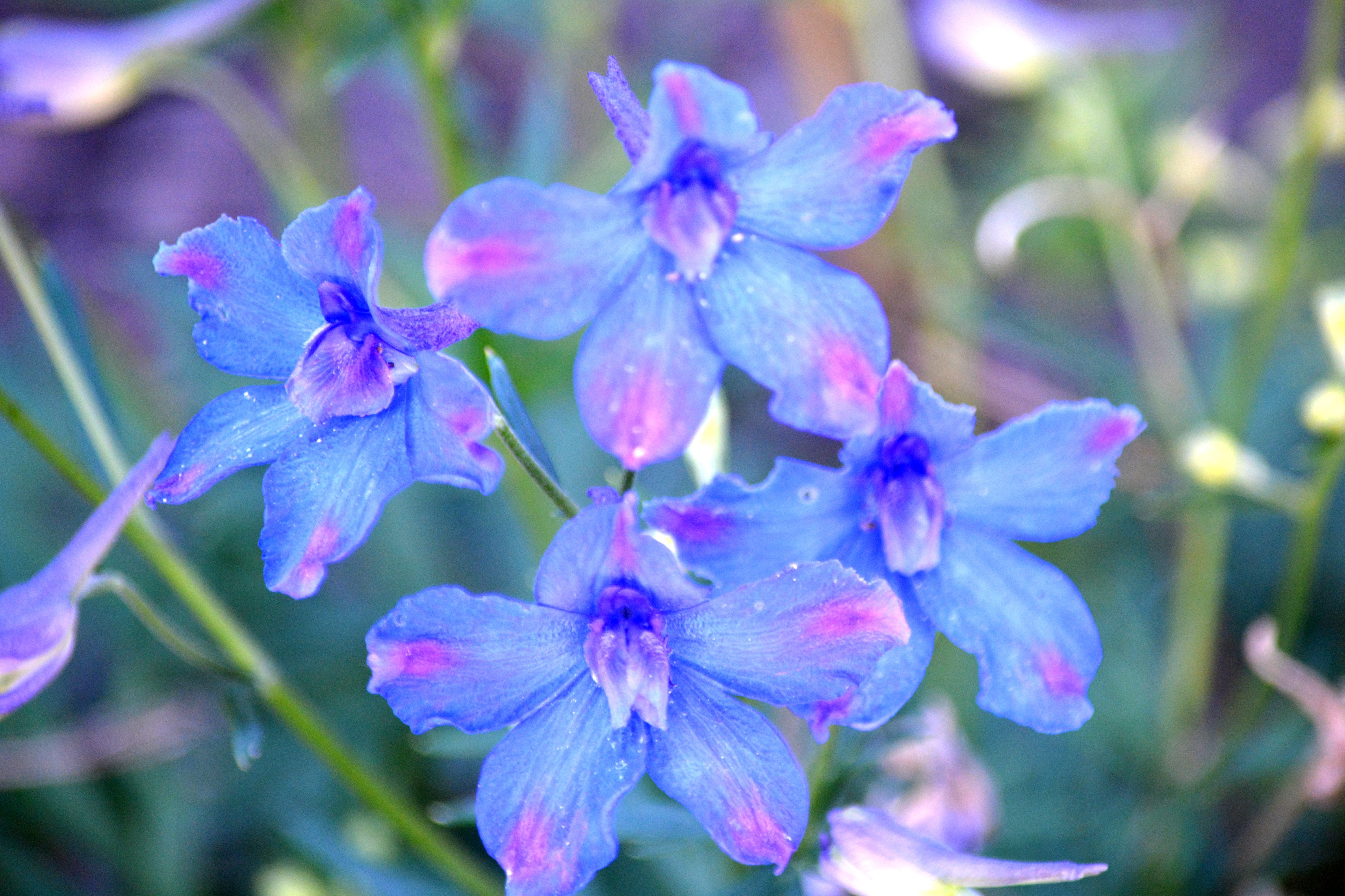 Pink And Blue Flowers Wallpaper - Wallpaper Free