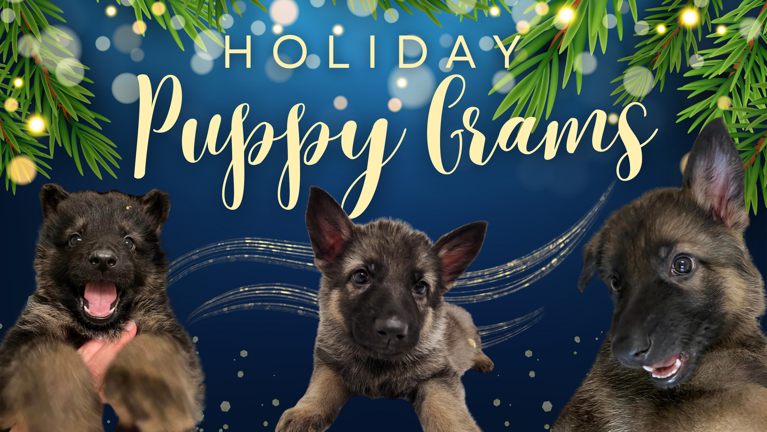Puppy Grams Unchained Melodies Dog Rescue