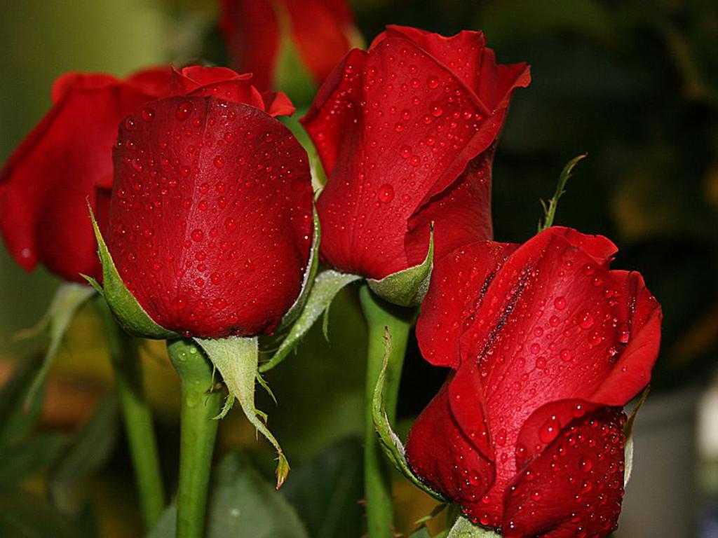 Red Roses Love Wallpaper And Background Seen On Dil Ki Dunya Tk