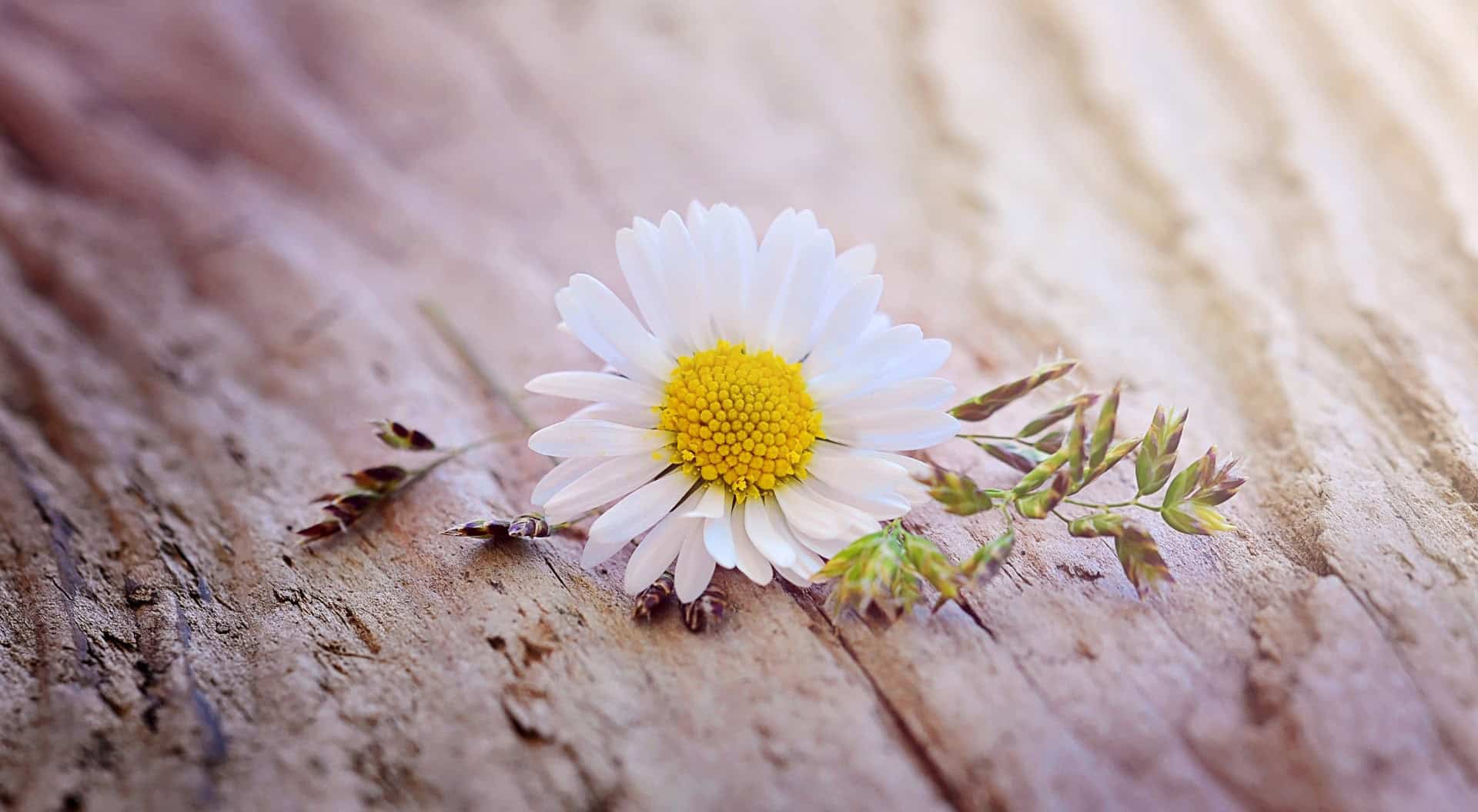 Daisy Wallpaper HD