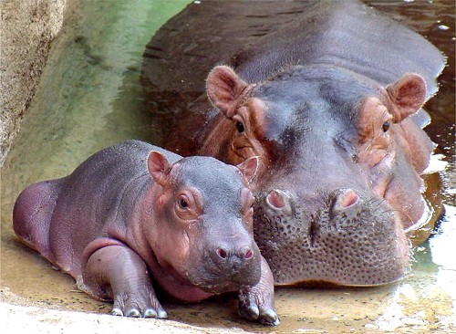 Super Animal Hippopotamus