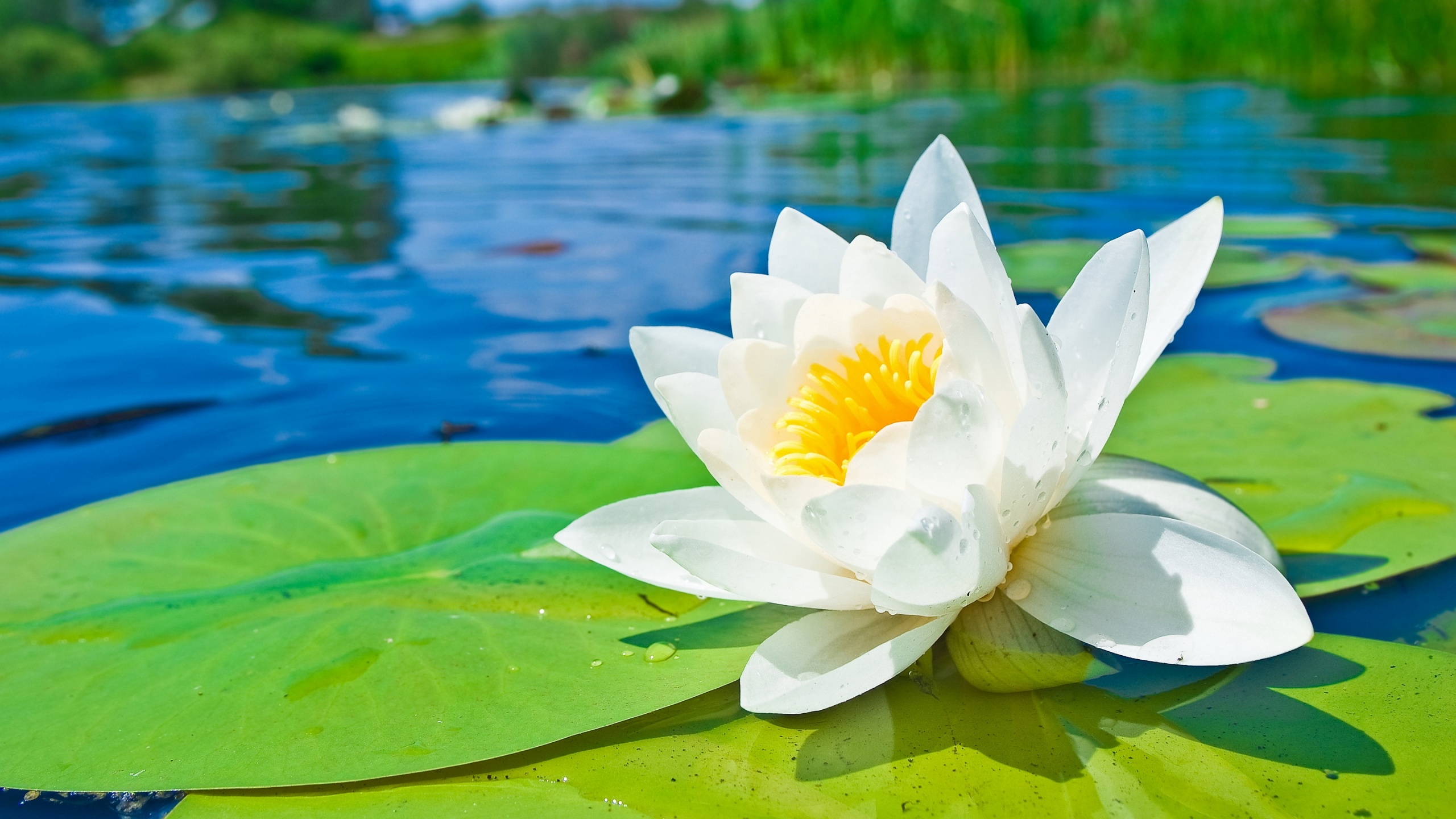 Spring Flowers Image Wallpaper