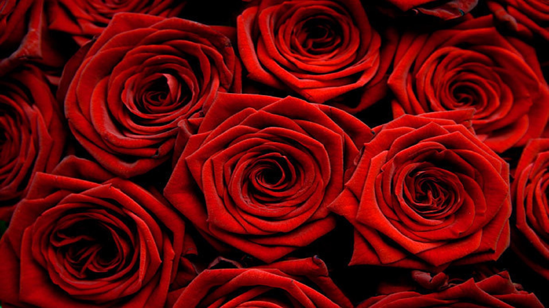 Wow Wallpaper Cute Roses