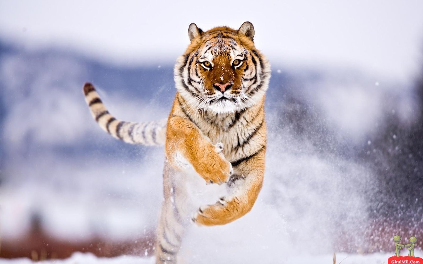 Running Siberian Tiger Wildlife HD Wallpaper E Entertainment
