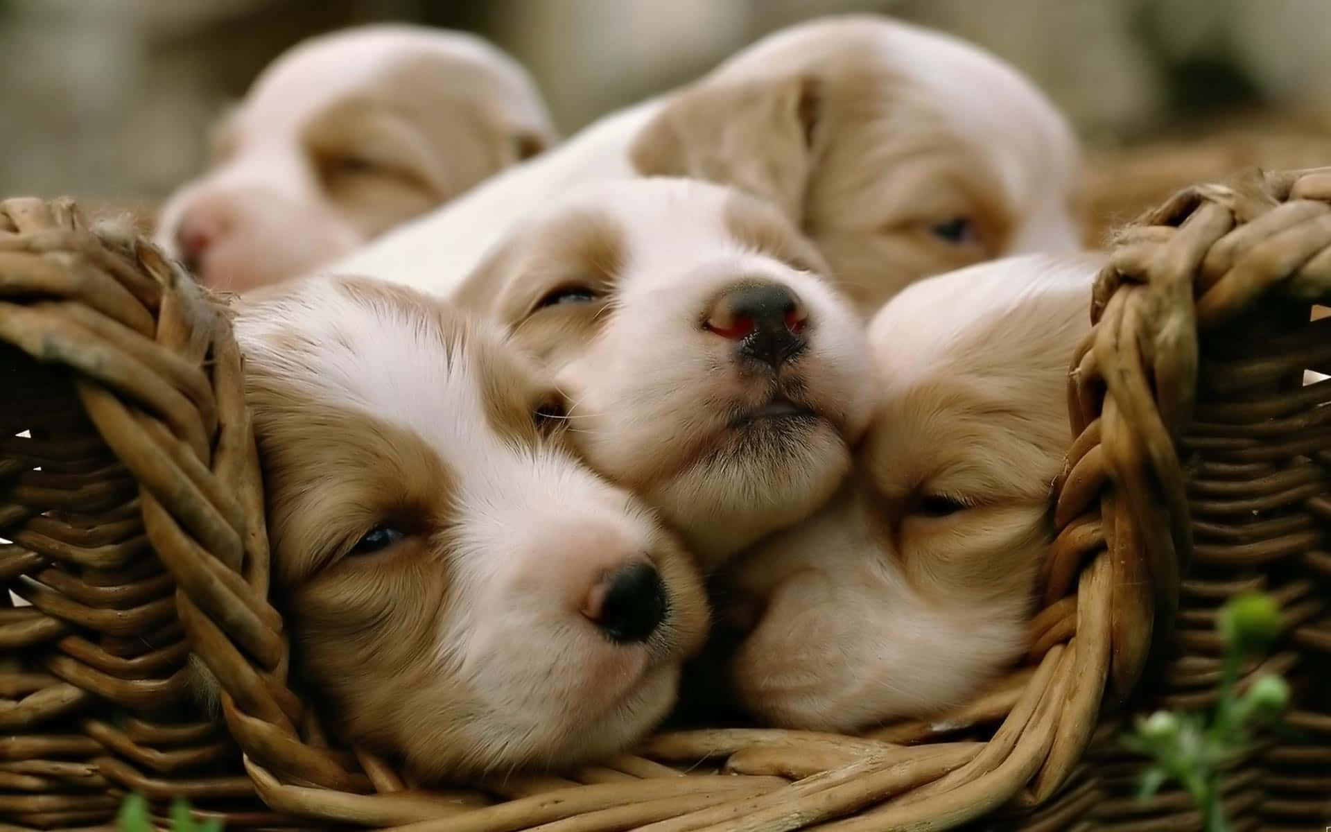 Cute Little Puppies Wallpaper