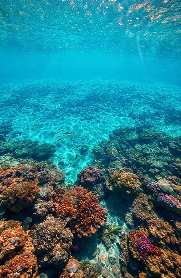 Ocean Floor Wallpaper