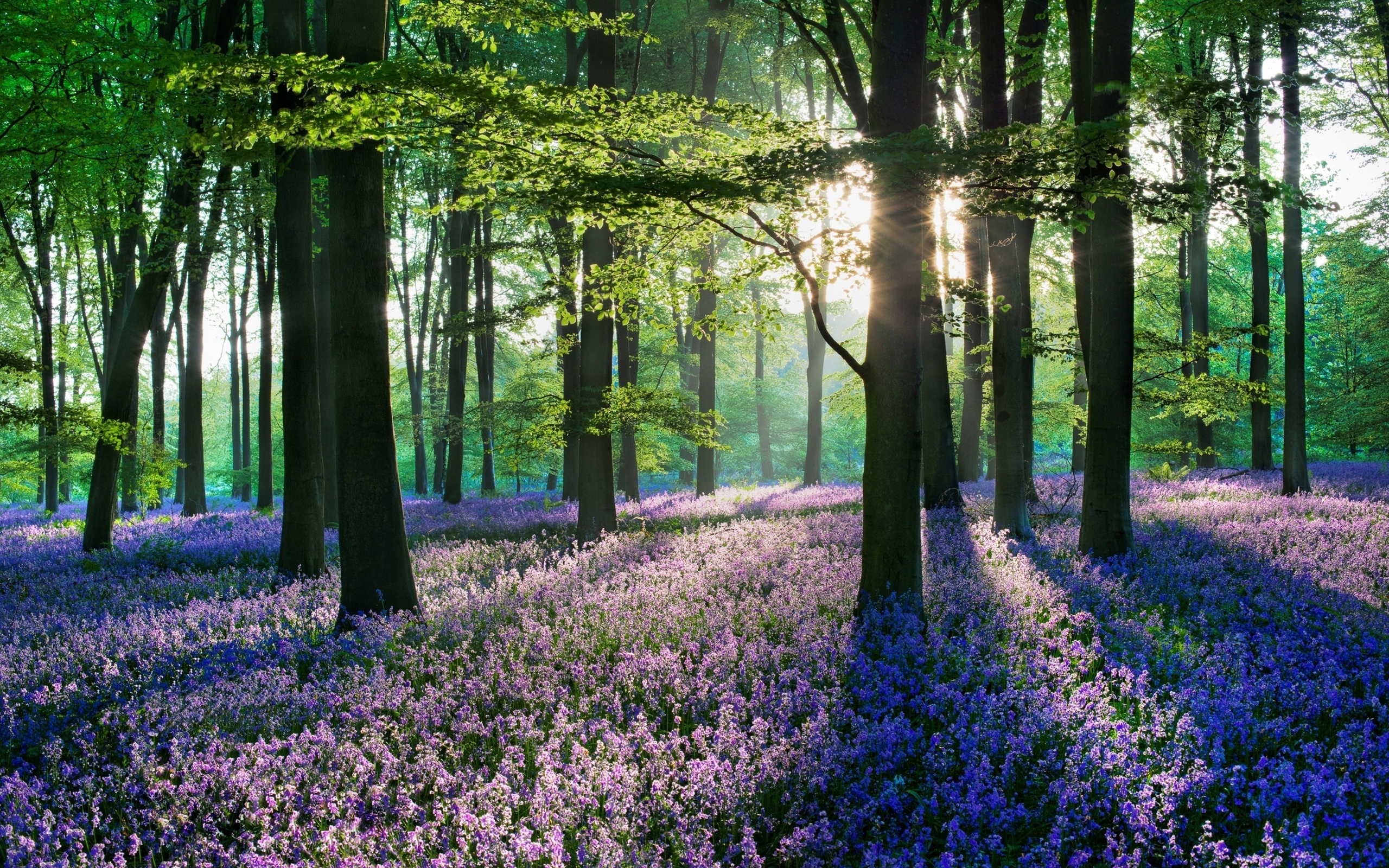 Flowers In The Woods Wallpaper
