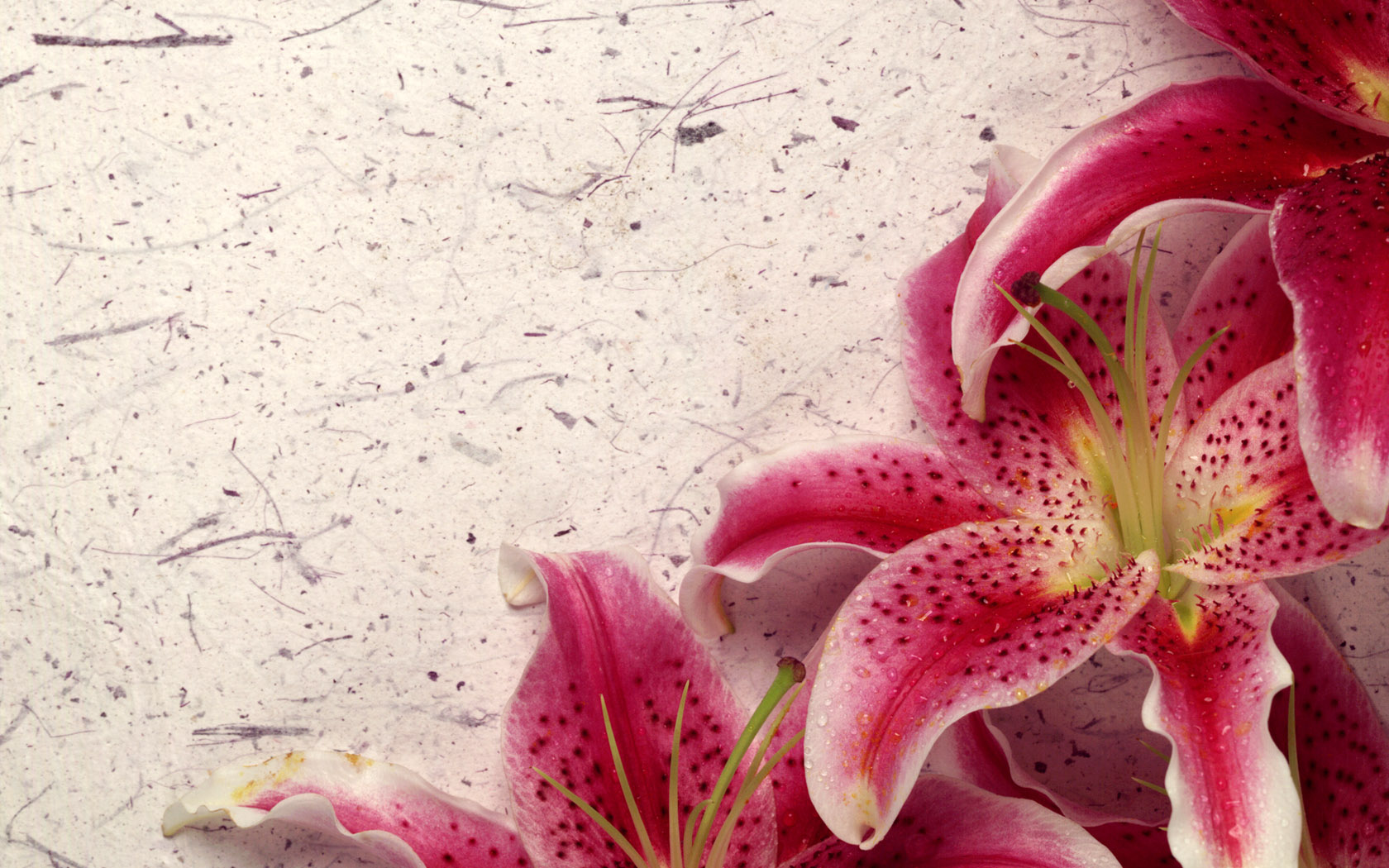 Happy Day flower lilies white pink card HD wallpaper  Peakpx