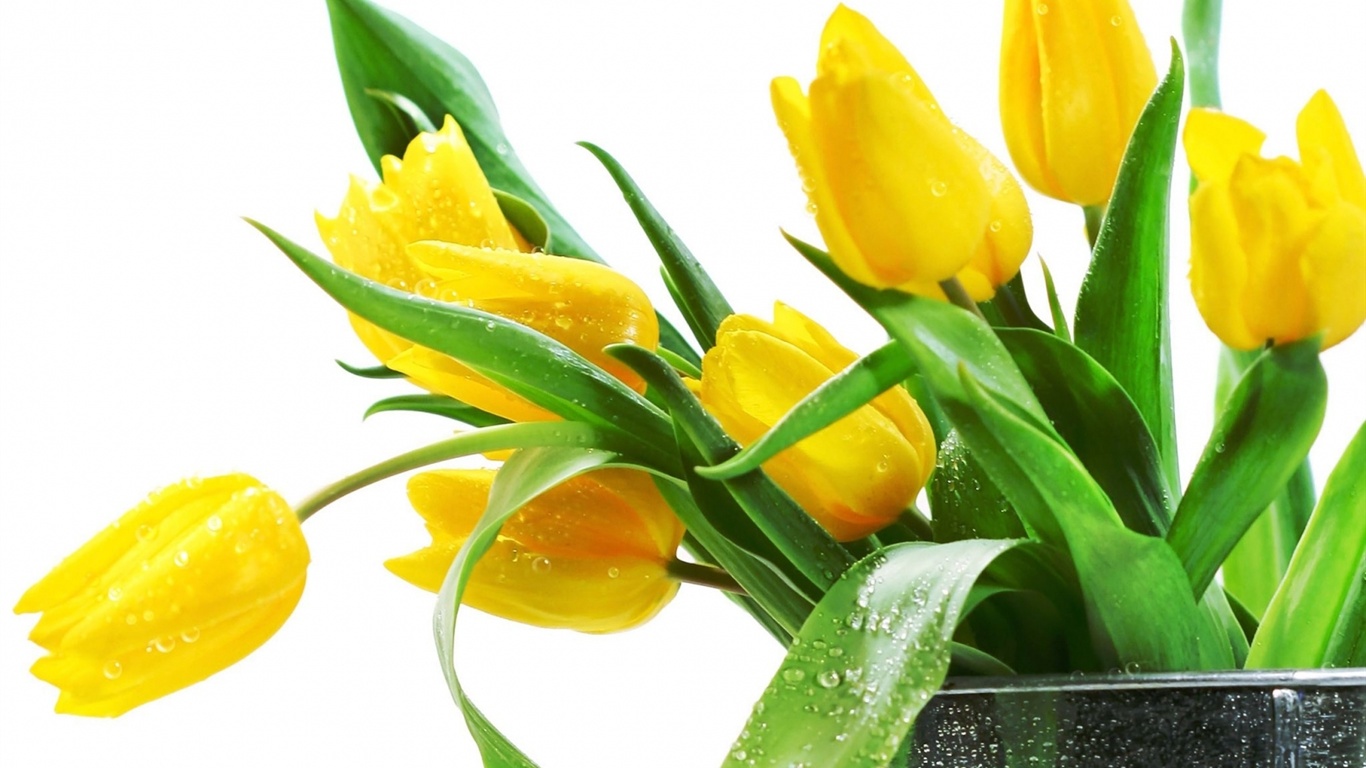 Yellow Tulip Flowers Photo