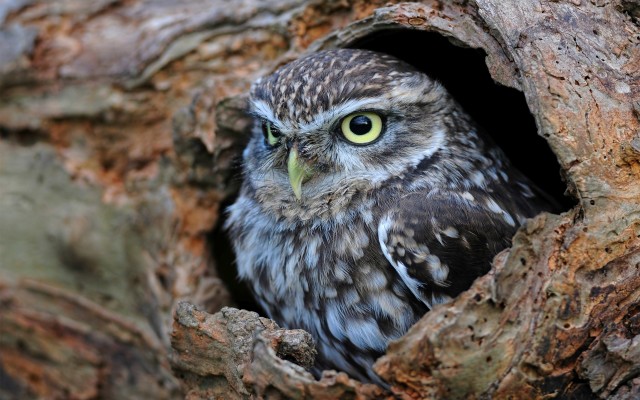 Trunk Bird Owl Pictures In High Definition Or Widescreen Resolution