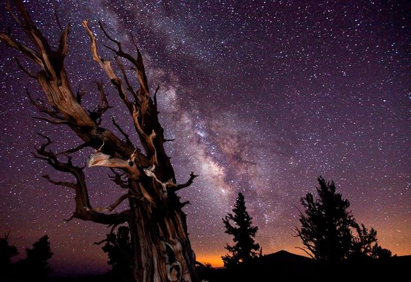 Picture Of The Milky Way Arcing Over A Bristlecone Pine In California