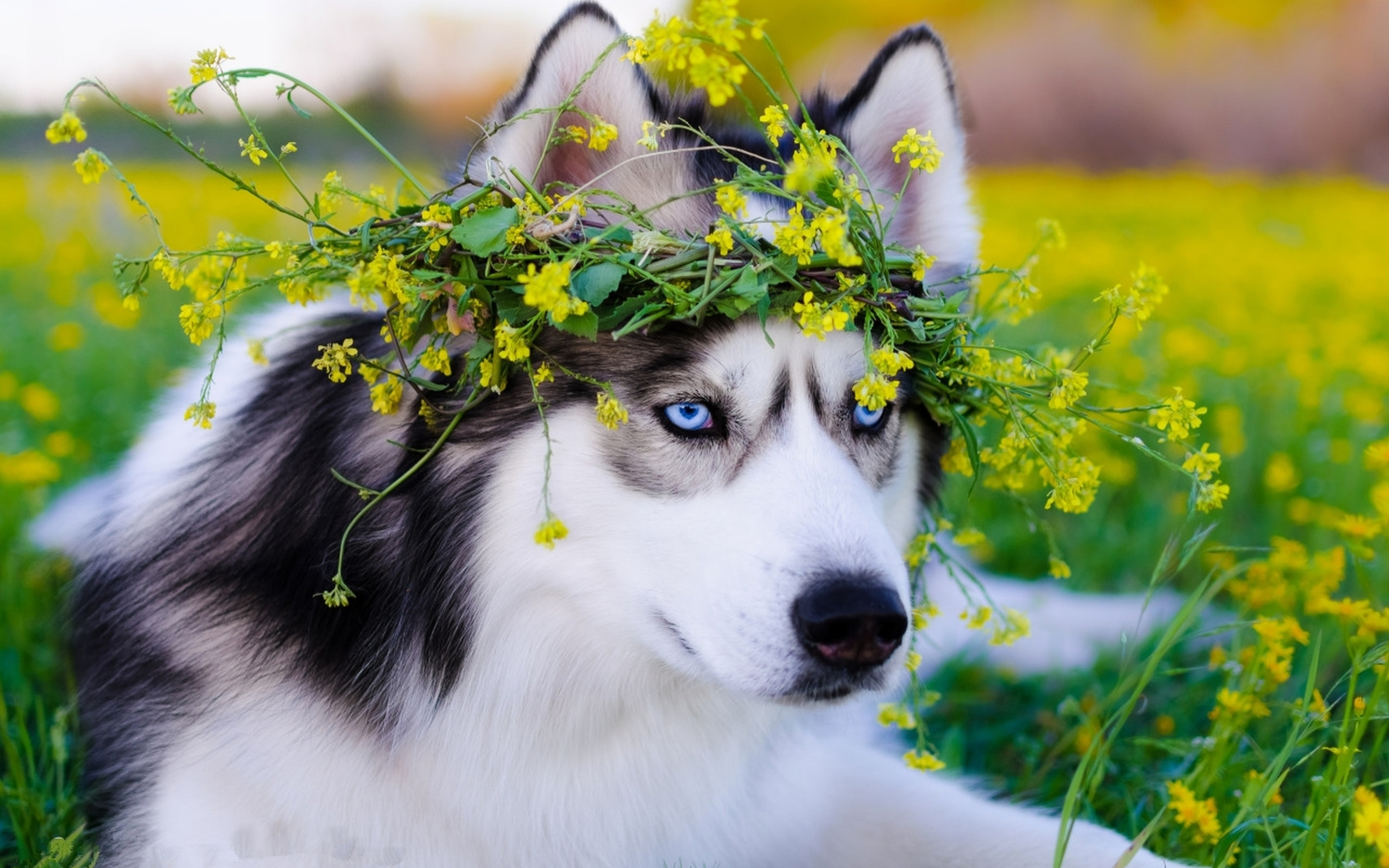 A beautiful husky puppy with bright blue eyes sits in a field of yellow wildflowers, wearing a crown of flowers