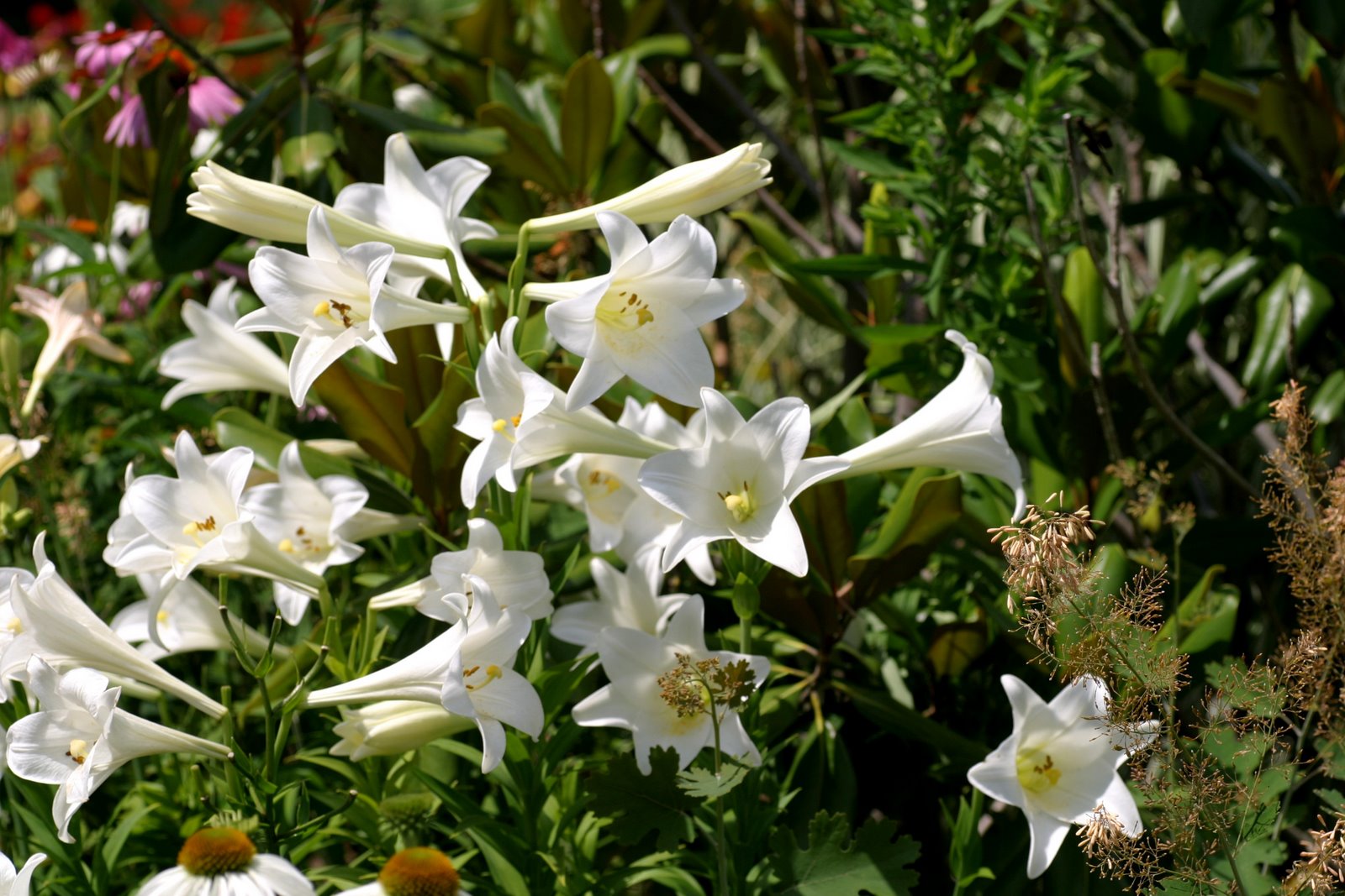 Easter Lilies Background Are Actually