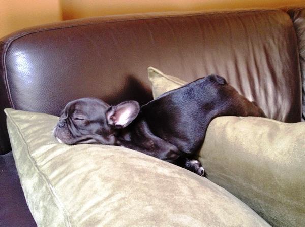 The Post Cutest French Bulldog Pictures Ever Appeared First On