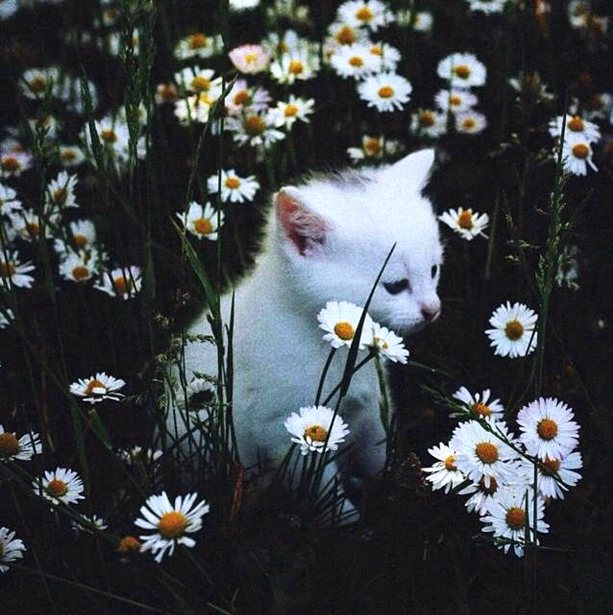 Aesthetic Animal Wallpaper