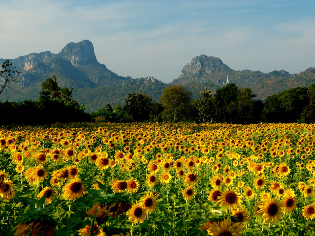 Field Of Sunflowers In The Resort Lopburi Thailand Wallpaper And