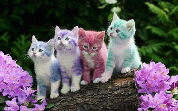 Free download few little and very cute cats Jokeroo [600x375] for ...
