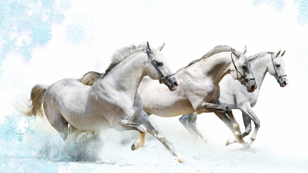 White Winter Horses HD Wallpaper Stylish