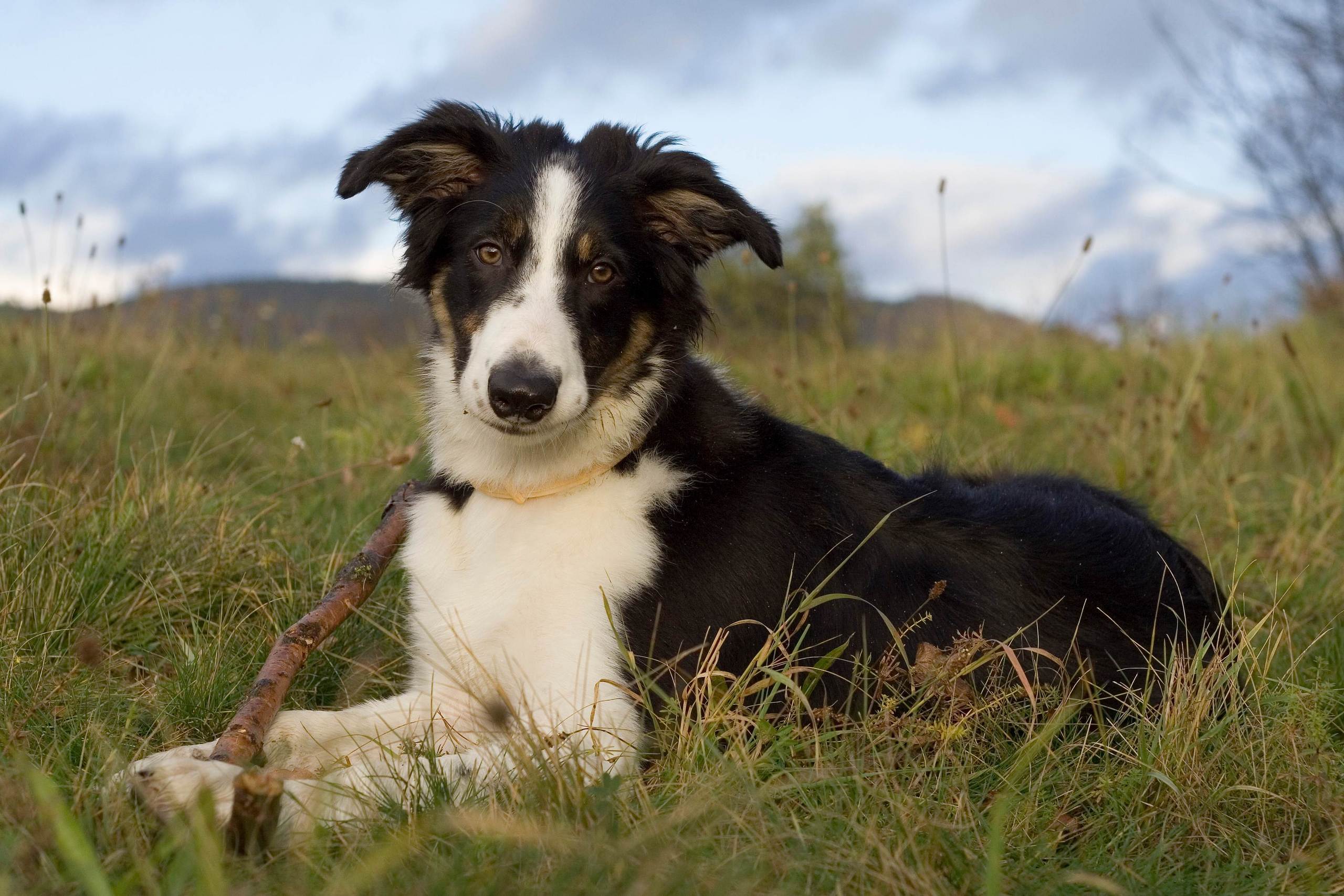 Border Collie Image HD Wallpaper And Background Photos