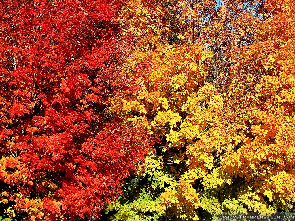 Fall Colors wallpapers