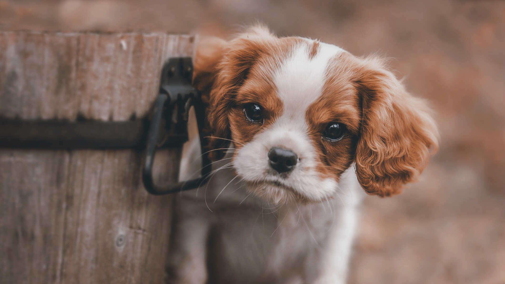 Adorable Cavalier King Charles Spaniel puppy peeking from behind a wooden post