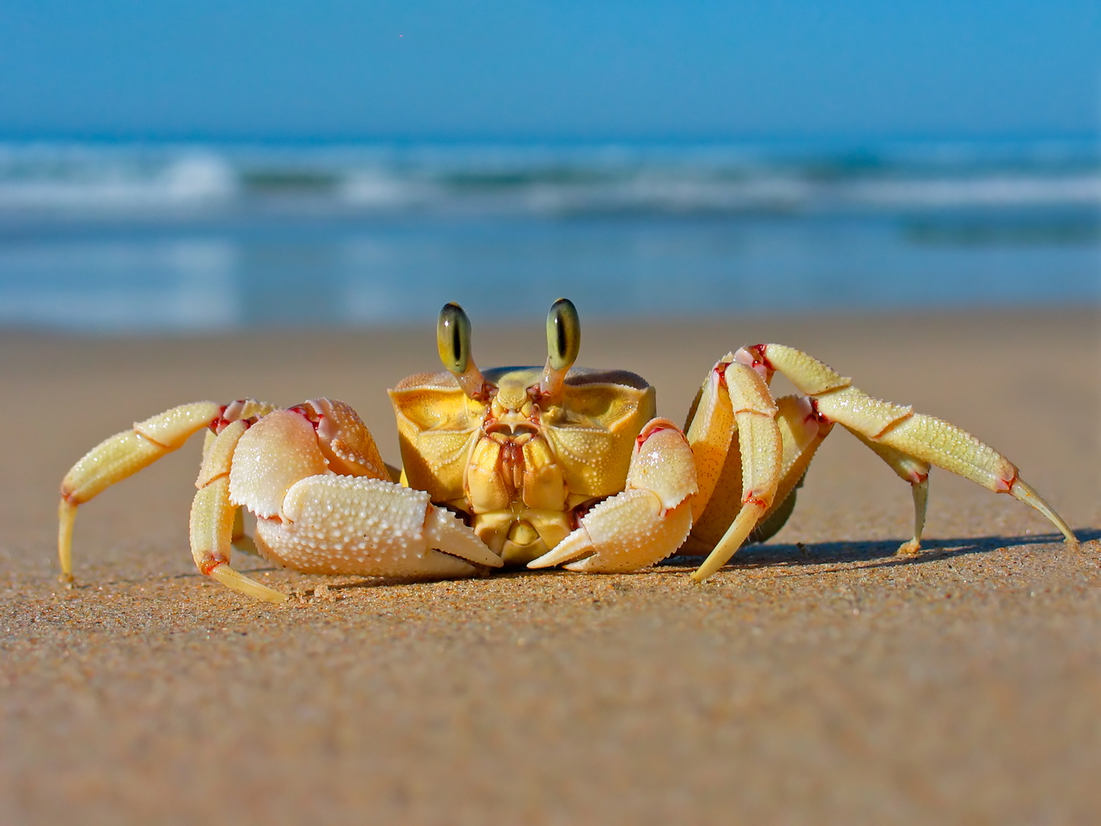 HD Desktop Wallpaper Crab Background