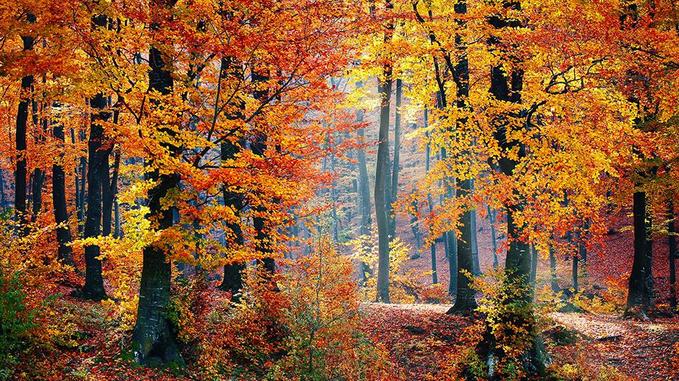 Autumn Woods Wallpaper 4K