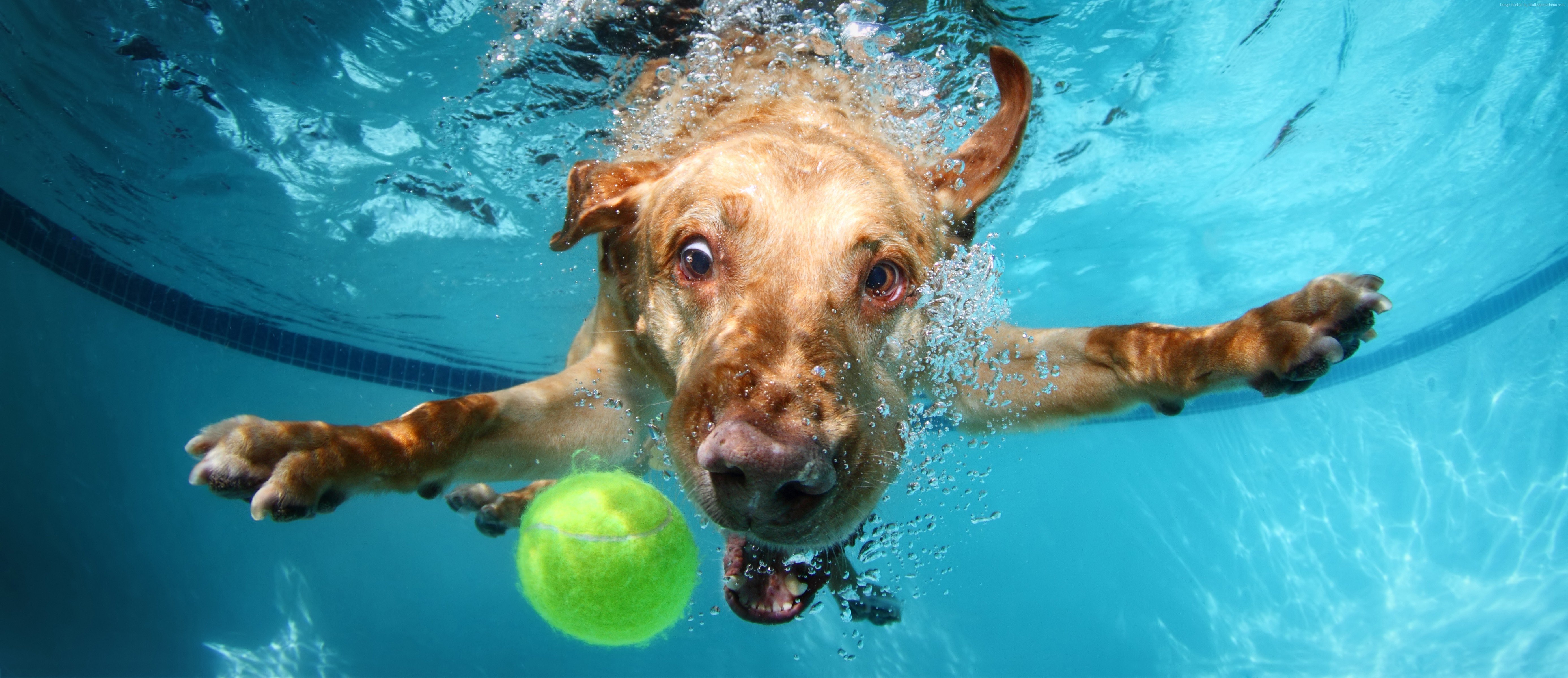 Funny Underwater Dog Wallpapers Fine HDQ Funny Underwater