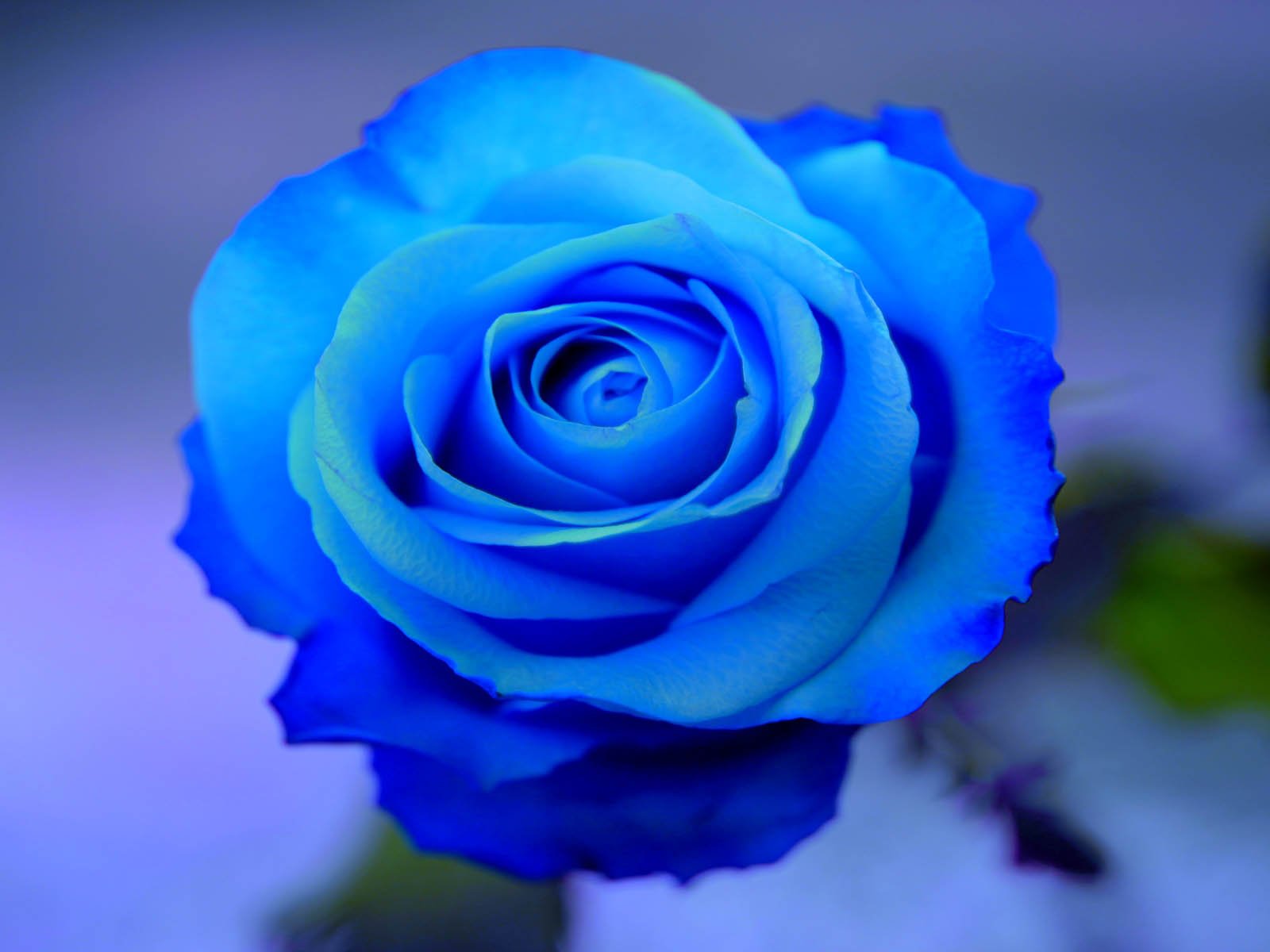 wallpapers Blue Rose Wallpapers 1600x1200