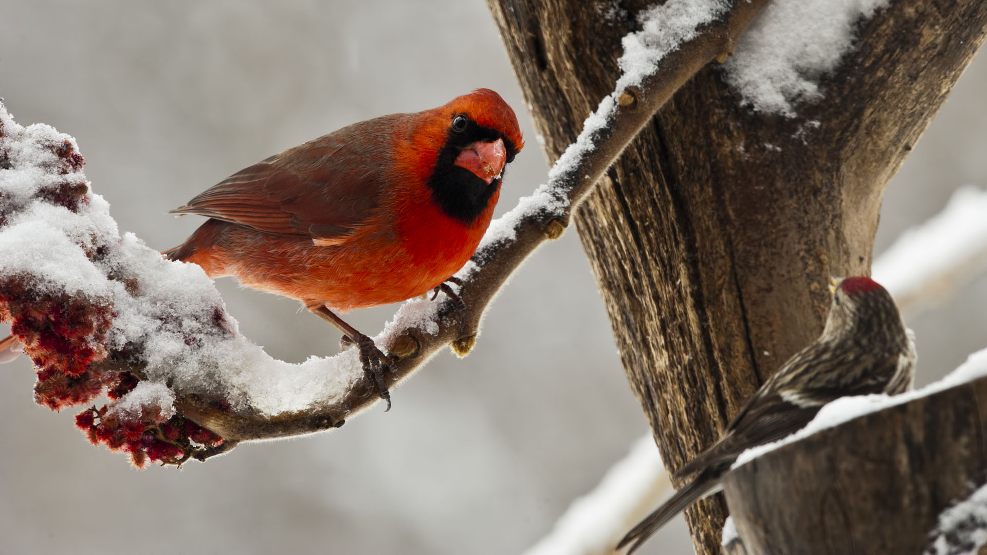 Winter Birds Desktop Wallpaper