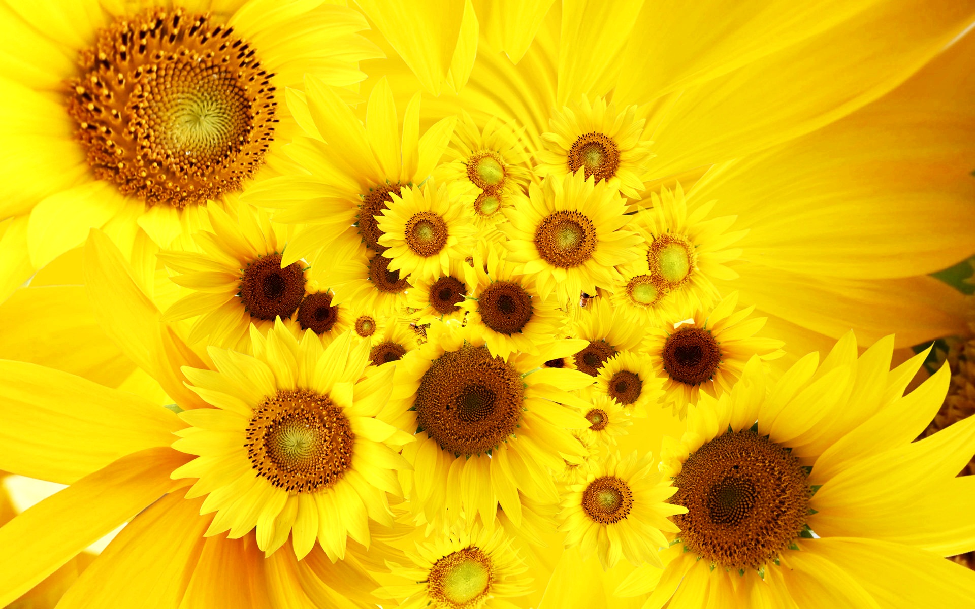 Cool Sunflowers Yellow Bright HD Desktop Background