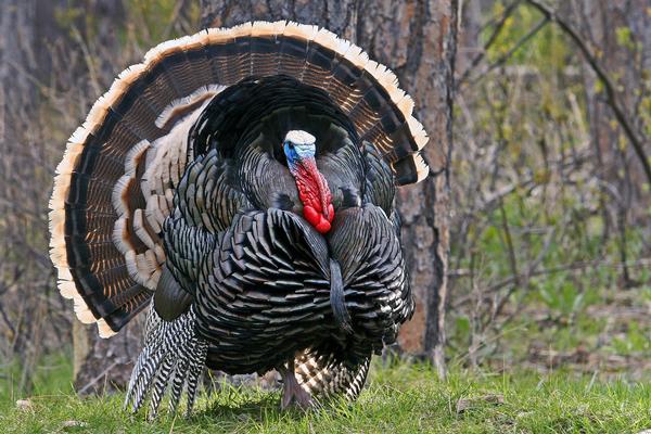 Turkeys Such As The One Above Are More Likely Than Rio Grande